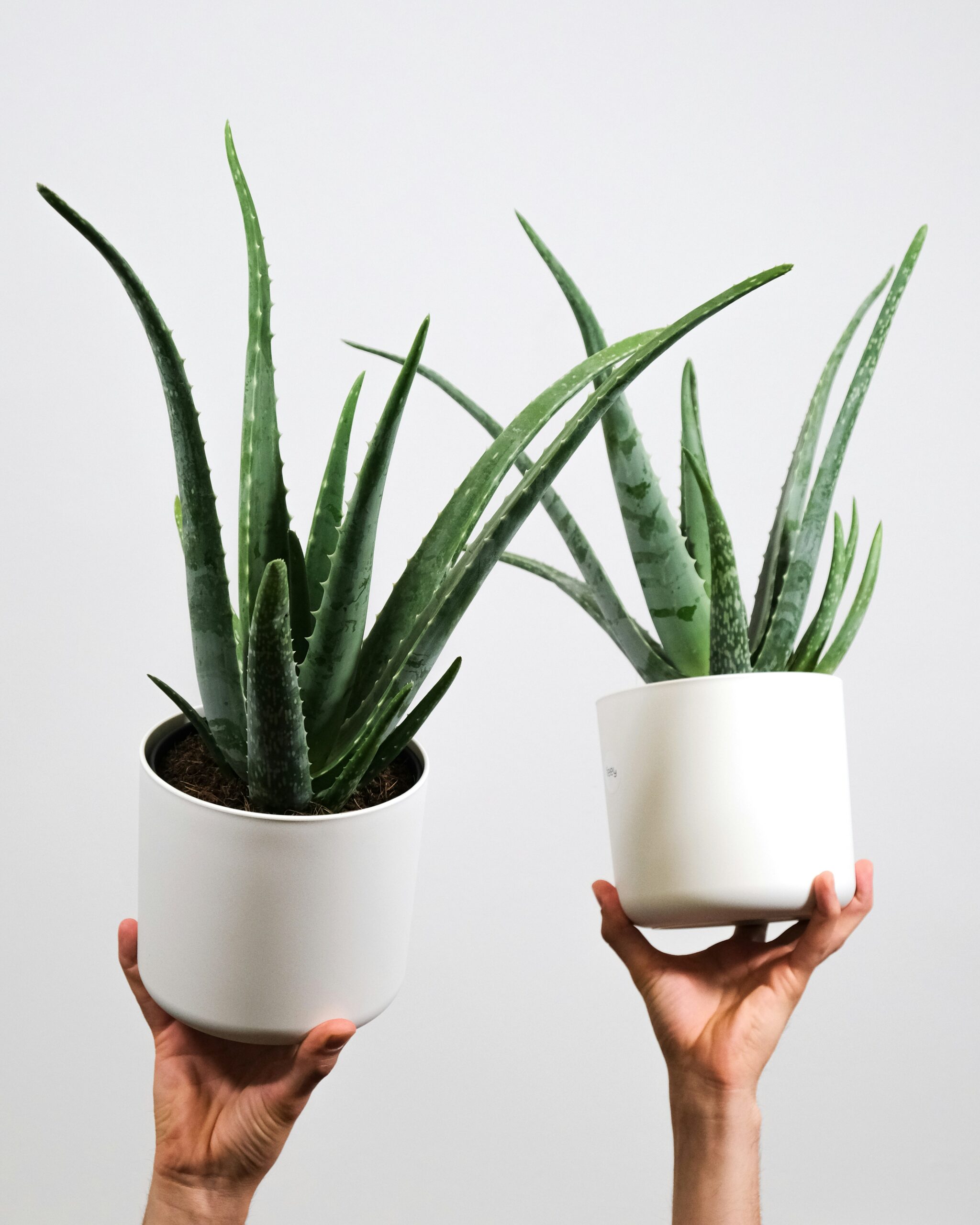 Qu hace el Aloe Vera en el pelo? | D'Atri Medicina Capilar